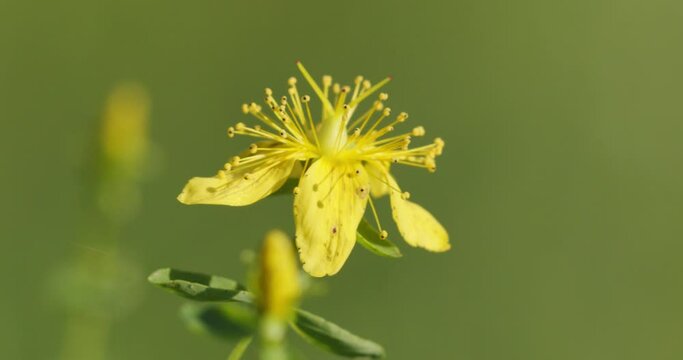The flowers of Hypericum perforatum, known as St. John's wort