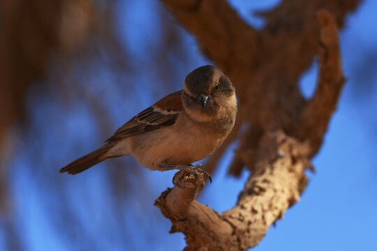 Kapsperling (passer melanurus) in einem Kameldornbaum im Sossusvlei (Namibia). 