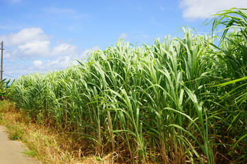 Sugar Cane Field in Kohama-jima Island, Okinawa, Japan - 日本 沖縄 小浜島 さとうきび畑	