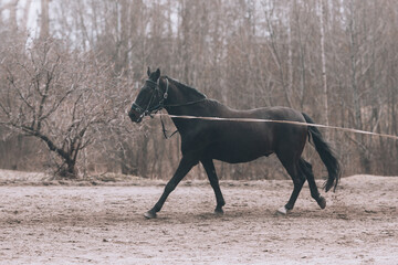 The black horse is training. Arena for horses. Riding lessons