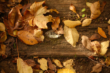 feuilles d'automne sur un sol en bois