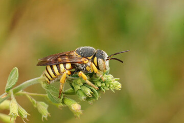 Closeup on a small yellow striped Grohmann's, Yellow-Resin Bee, Ictheranthidium grohmanni