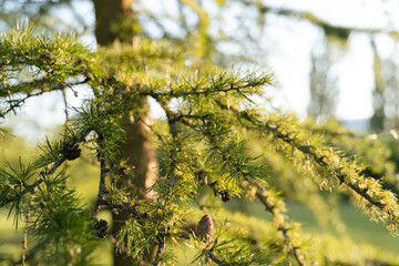 Close up of pine tree young brunches in spring 