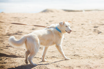 Cute white mongrel dog walking on the beach