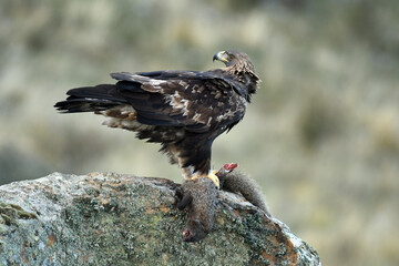 aguila real en la sierra abulense