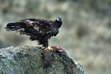 aguila real en la sierra abulense