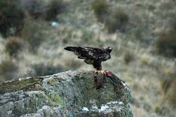 aguila real en la sierra abulense
