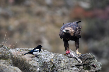 aguila real en la sierra abulense