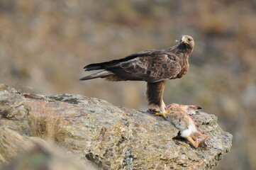 aguila real en la sierra abulense