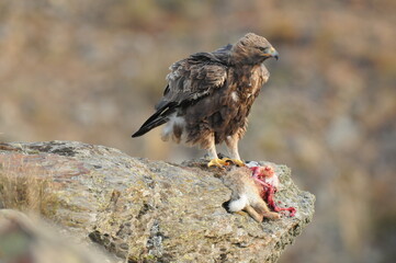 aguila real en la sierra abulense
