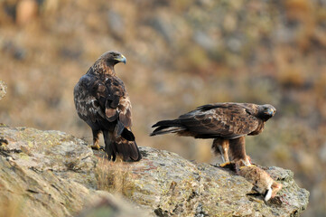 aguila real en la sierra abulense