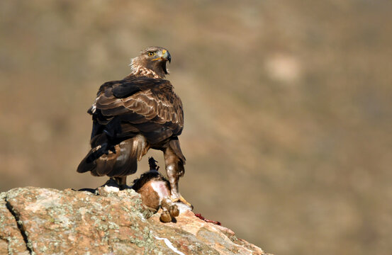 Aguila Real En La Sierra Abulense