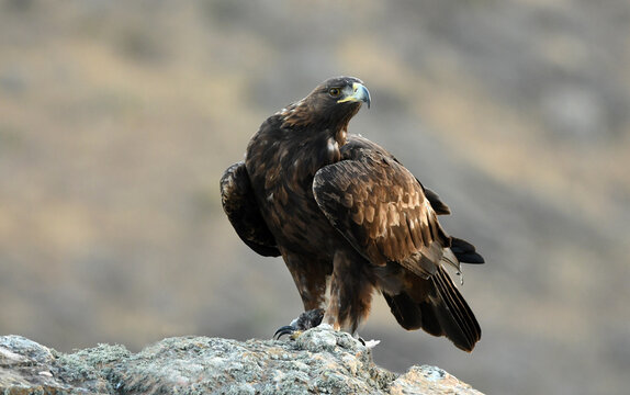 Aguila Real En La Sierra Abulense