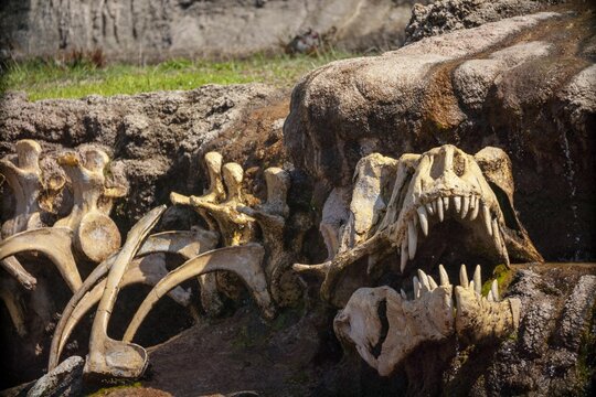 Closeup shot of the dinosaur remains