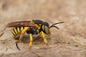 Closeup on a small yellow striped Grohmann's, Yellow-Resin Bee, Ictheranthidium grohmanni