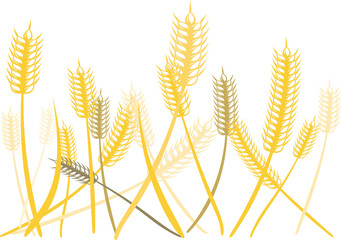 Wheat, barley with transparent background