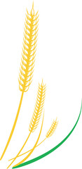 Wheat, barley with transparent background
