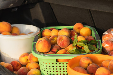 Fresh peaches in baskets at the back of a car.