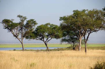 Obraz premium Savannah in the Katavi park in Tanzania, East Africa