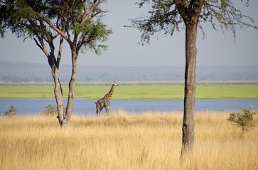 Giraffe in the Katavi park in Tanzania, East Africa © Pascal RATEAU