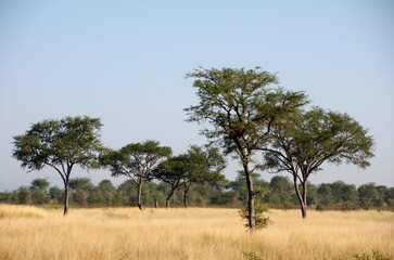 Fototapeta na wymiar Savannah in the Katavi park in Tanzania, East Africa