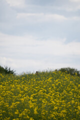 field of yellow flowers