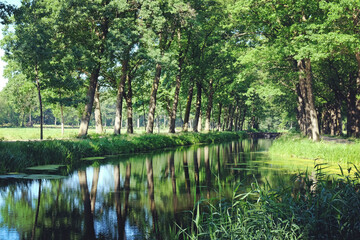 Fototapeta na wymiar Trees line a typical Dutch canal scene in Griendtsveen, the Netherlands.