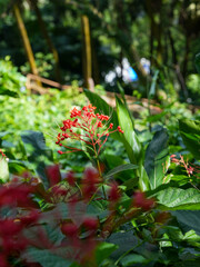 red flowers