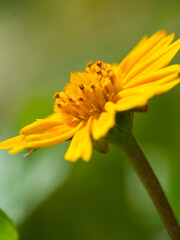 close up of yellow flower