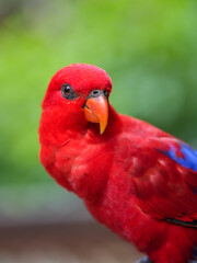 close up of a red parrot