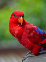 parrot