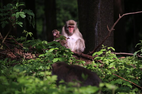 Japanese Macaque On A Tree