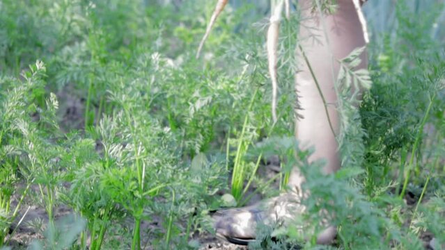Carrots go to the arrow, the arrowing of the carrot. A woman gardener pulls a bad harvest from the soil in the garden. Root varieties prone to bolting due to poor quality seeds or due to stress.