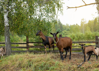 Naklejka na ściany i meble Herd of goats on the eco farm. Brown goats standing in green meadow and looking at the camera. Goat Milk farm.
