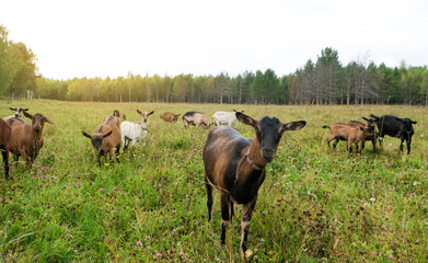 Herd of goats on the eco farm. Brown goats standing in green meadow and looking at the camera. Goat Milk farm.