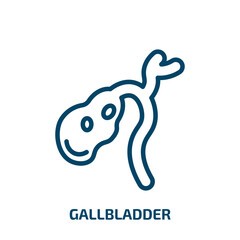gallbladder icon from medical collection. Thin linear gallbladder, anatomy, health outline icon isolated on white background. Line vector gallbladder sign, symbol for web and mobile