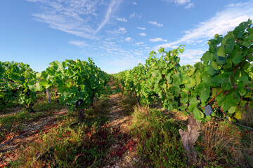 Fototapeta na wymiar Sancerre red Pinot noir vineyards in the Loire valley