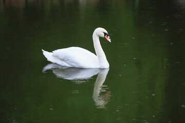 A white swan swims in a lake or pond when it rains, the water in the pond blooms.