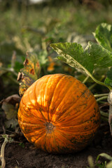 Pumpkin in the garden in the leaves. Agriculture, agronomy, industry