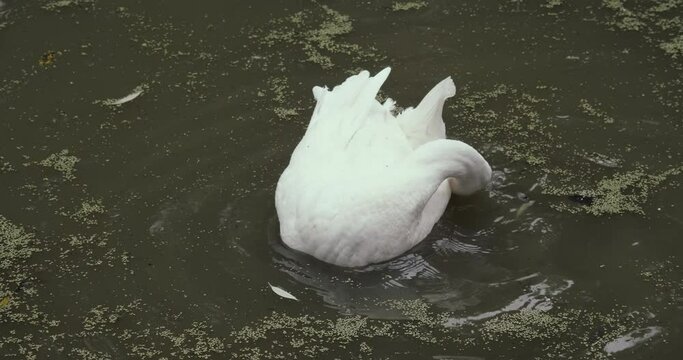 White domestic geese and ducks swim in pond on farm. Natural agriculture, private farmstead and production of eco products. Latin, international name of birds is Anser anser and Anas platyrhynchos