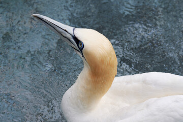 Close-up of Northern gannet (Morus bassanus) swimming in water.	