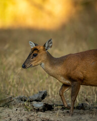 Naklejka na ściany i meble side profile of barking deer or muntjac or Indian muntjac or red muntjac or Muntiacus muntjak portrait an antler during outdoor jungle wildlife safari at forest of central india asia