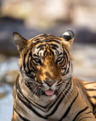 eye level portrait shot of wild male bengal tiger in hot summer season safari at ranthambore national park sawai madhopur rajasthan india asia - panthera tigris tigris