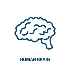 human brain icon from education collection. Thin linear human brain, human, brain outline icon isolated on white background. Line vector human brain sign, symbol for web and mobile