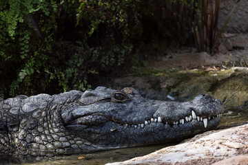 Cocodrilo