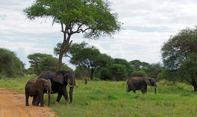 Fototapeta na wymiar herd of elephants with a baby elephant on savannah in the background of acacia trees