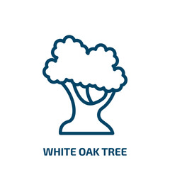 white oak tree icon from nature collection. Thin linear white oak tree, plant, wood outline icon isolated on white background. Line vector white oak tree sign, symbol for web and mobile
