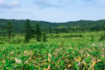 natural landscape of Kunashir island, landscape at the bottom of the Golovnin volcano caldera with bamboo sasa thickets on a foreground