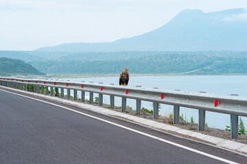 gray sea eagle sits on a traffic barrier on the edge of a coastal highway against the backdrop of a...