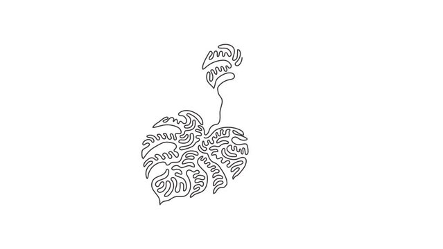 Self drawing animation of single line draw monstera leaf. Tropical leaves minimalistic style, abstract concept for poster, wall decor. Swirl curl style. Continuous line design. Full length animated.